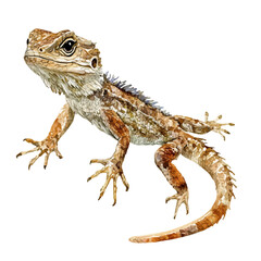 Naklejka premium Eastern Fence Lizard, watercolor clipart vector, isolated on a white background.