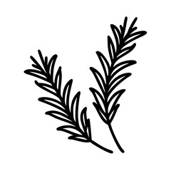 Simple illustration of rosemary. Line drawing. Aroma. Relaxation. Restful sleep. Herb. Plants.