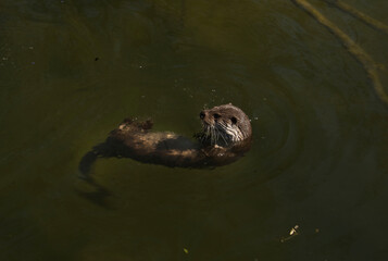 The swimming otter 