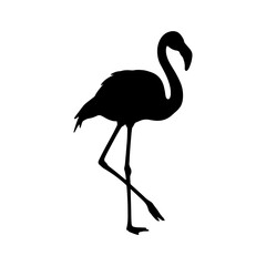 Greater flamingo silhouette vector flat illustration design.