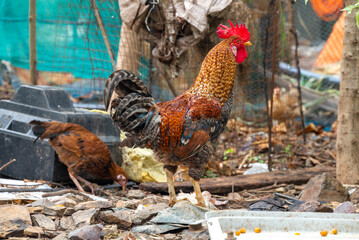 Beautiful male cock. Chicken in the park outdoor, Beautiful Male Rooster on nature background.