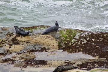Fototapeta premium Lazy seals laying on rocks in Cabrillo national monument park san diego california