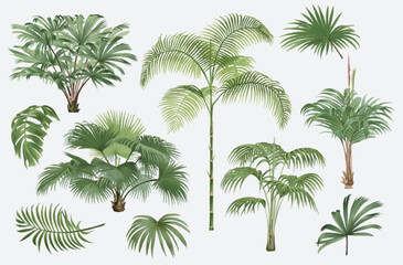 Lush green tropical palm trees and leaves collection