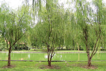 Bangkok, Thailand – September 7, 2024: Weeping willows (Salix babylonica) with graceful, drooping branches and slender leaves line the riverbank at Suan Luang Rama IX Park.