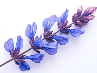 A blue salvia flower elongated petals close-up on white, background