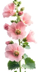 Pink Hollyhock flower on a white background, isolated
