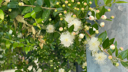 White Myrtle Flowers And Buds On A Green Bush In Daylight, Outdoor Summer Garden Scene, Nature Concept, Suitable For Eco Projects, Wellness Branding, And Seasonal Advertising
