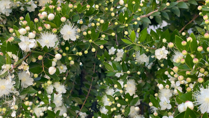 Close-Up Of Blooming White Myrtle Flowers And Buds On A Green Bush In Natural Light, Outdoor Summer Scene, Botanical Concept, Perfect For Eco Branding, Wellness, And Seasonal Design Projects