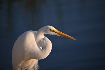 Great Egret