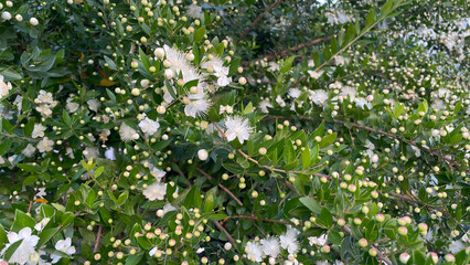 Full Frame Of White Myrtle Flowers And Buds On A Lush Green Bush In Soft Daylight, Summer Outdoor Scene, Botanical And Eco Concept, Suitable For Wellness Branding And Seasonal Visual Projects