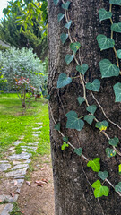 Green Ivy Climbing On Tree Trunk In A Peaceful Garden With Stone Path, Natural Light, Vertical Composition, Concept Of Nature, Growth, Eco Lifestyle, Perfect For Botanical And Wellness Projects