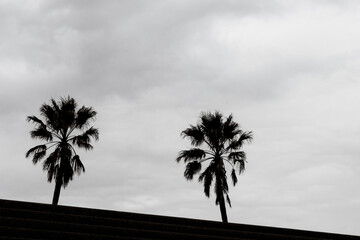 Silhouette palm tree wtih overcast sky background, copy space
