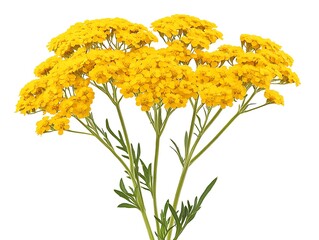 Yellow yarrow flowers in front of a white backdrop, studio lights
