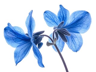 Close-up of two blue salvia flowers against a white background.
