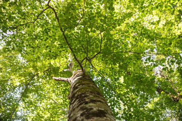 Beautiful sunny green tree crown leaves with branches bottom up view.
