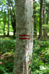 Red boundary marker lines on a hornbeam tree in a beautiful forest. Vertical shot.