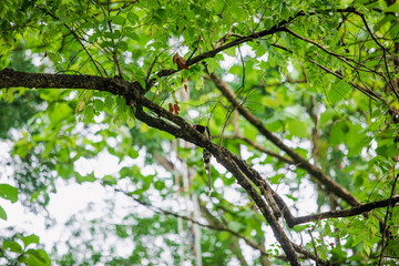 It's not a long trip to Nan