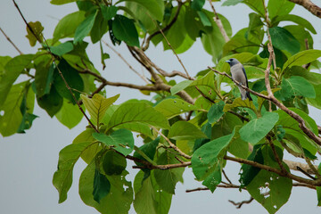 It's not a long trip to Nan