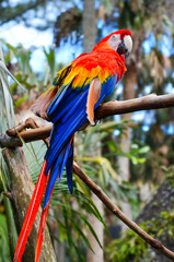 Vibrant Scarlet Macaw Perched on Jungle Tree Branch