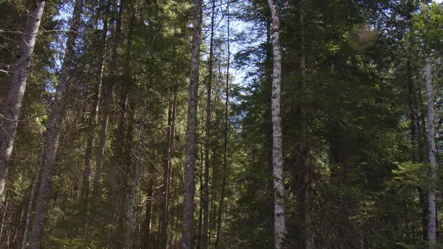 Wooded Forests Near Hintersee Lake In The Berchtesgaden Alps Of Bavaria, Germany. Tilt-up Shot