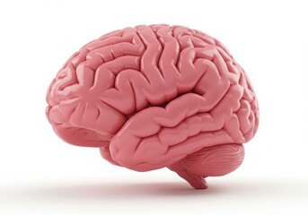 Anatomical model of a human brain