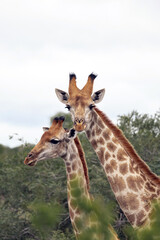 Cute couple of giraffes among green foliage of bushes