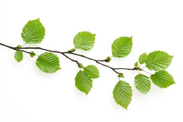 Fototapeta premium green leaves isolated on white background