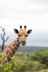 Close up portrait, giraffe head and neck side view, gray sky