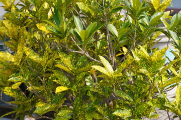 Aucuba japonica also known as Gold dust plant or Spotted laurel or Japanese Laurel is a very...