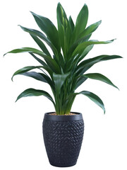 Cast Iron Plant (Aspidistra elatior) Broad, deep green leaves in a sturdy black planter, a terracotta pot, or a woven