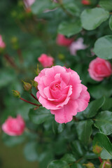 Beautifully blooming roses