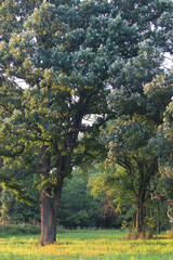 Beautiful oak savanna of Illinois under evening light