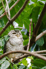 owl on tree