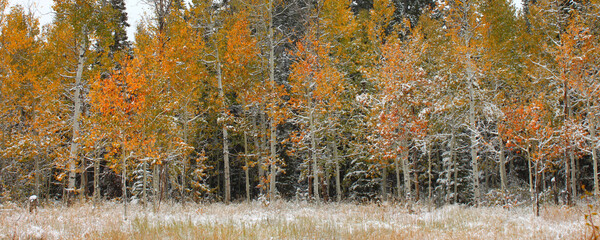 Cache National Forest Scenery in Utah