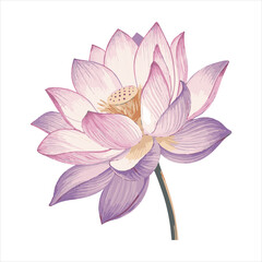Lotus flower Vector 