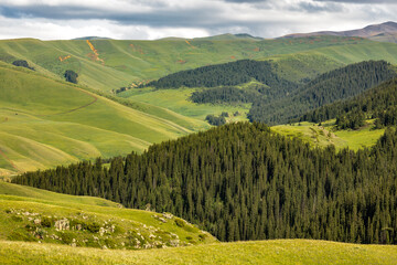 Fototapeta premium landscape with green hills