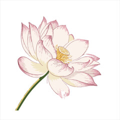 Lotus flower Vector 