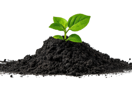 Young plant sprout emerging from a dark mound of soil