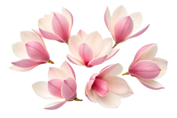 Beautiful pink magnolia flowers blossom on black background on transparent background