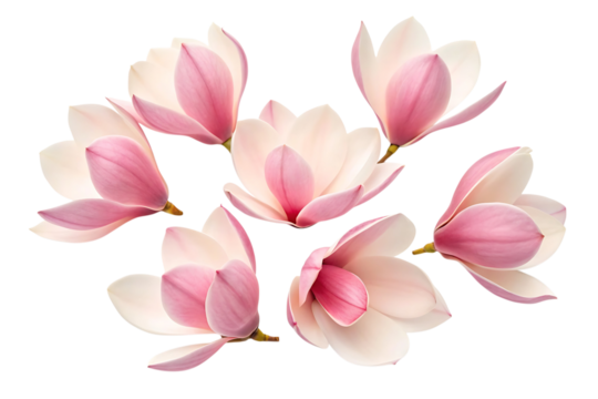Beautiful pink magnolia flowers blossom on black background on transparent background