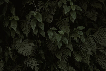 Textured dark green foliage with overlapping fern fronds and large veined leaves in a low-light, moody composition. This atmospheric botanical image ideal for backgrounds, nature themes