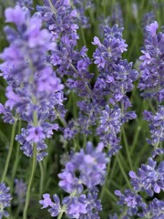 Close-up of a bee on fragrant lavender blossoms, symbolizing hard work and nature's charm