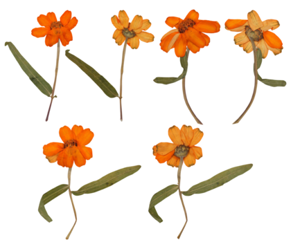 Close-up of a Pressed Orange Zinnia Flower