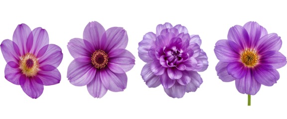 Set of a vibrant high-definition full HD photograph showcasing crisp visual detail and vivid color tones for creative or commercial use – png isolate on white background Download.