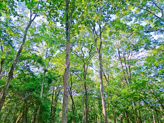 A lush tropical forest in Thailand during the rainy season, with dense foliage and towering trees.