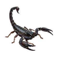 Black Scorpion: Detailed Close-Up of Arachnid