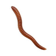 Close-up of a Red Wiggler Worm on Black Background