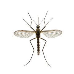 Detailed Close-Up of a Mosquito: Anatomy and Characteristics