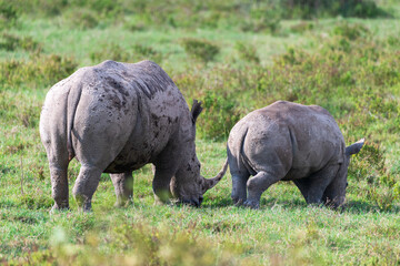 Fototapeta premium Close-up of an encounter with a White Rhinoceros -Ceratotherium simum- accompanied by its young, grazing in Lake Nakuru national park, Kenya.