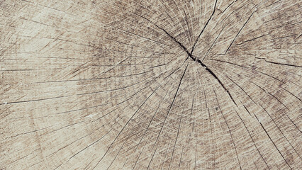 The texture of a wooden saw cut of a tree. Crosscut of a beautiful wood grain. Closeup of wooden surface texture.